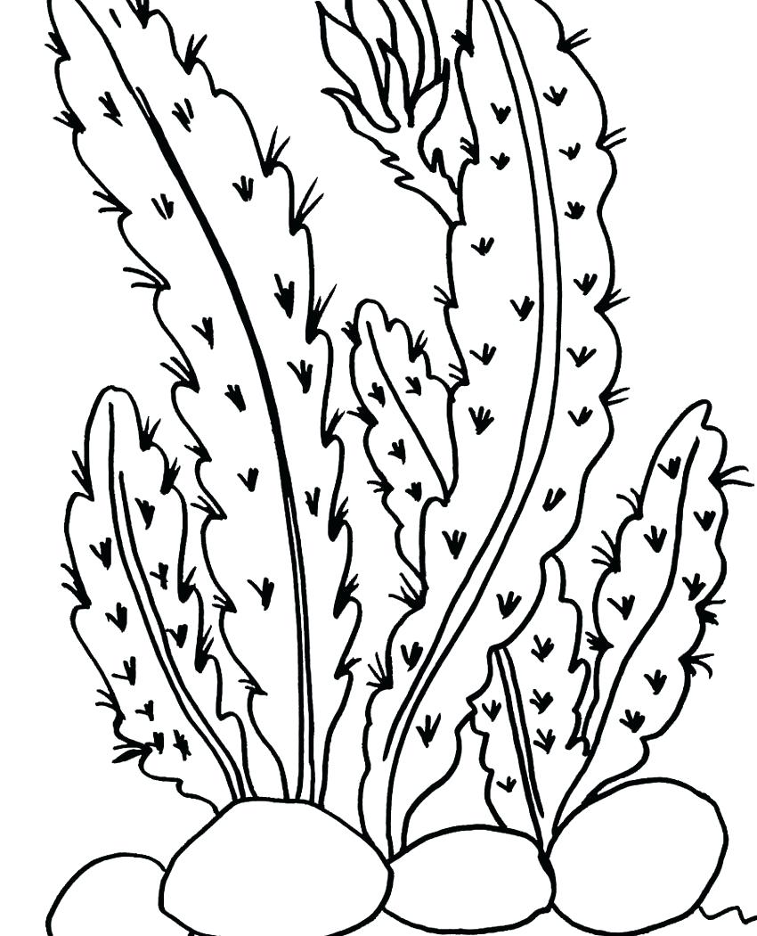 850x1050 Coloring Cactus Coloring Pages How To Draw A Wren Preschool Page