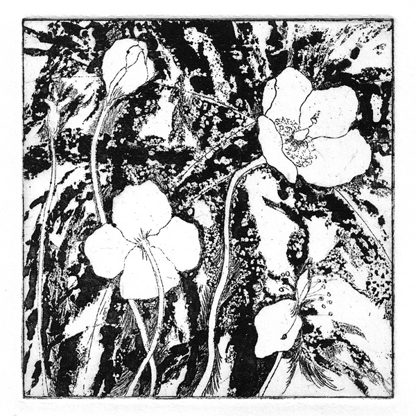 600x600 Nice Sugar Lift Result