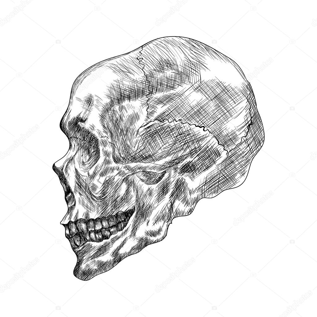 1024x1024 Sketch Of Profile Human Skull. Hand Drawing Vector Illustration