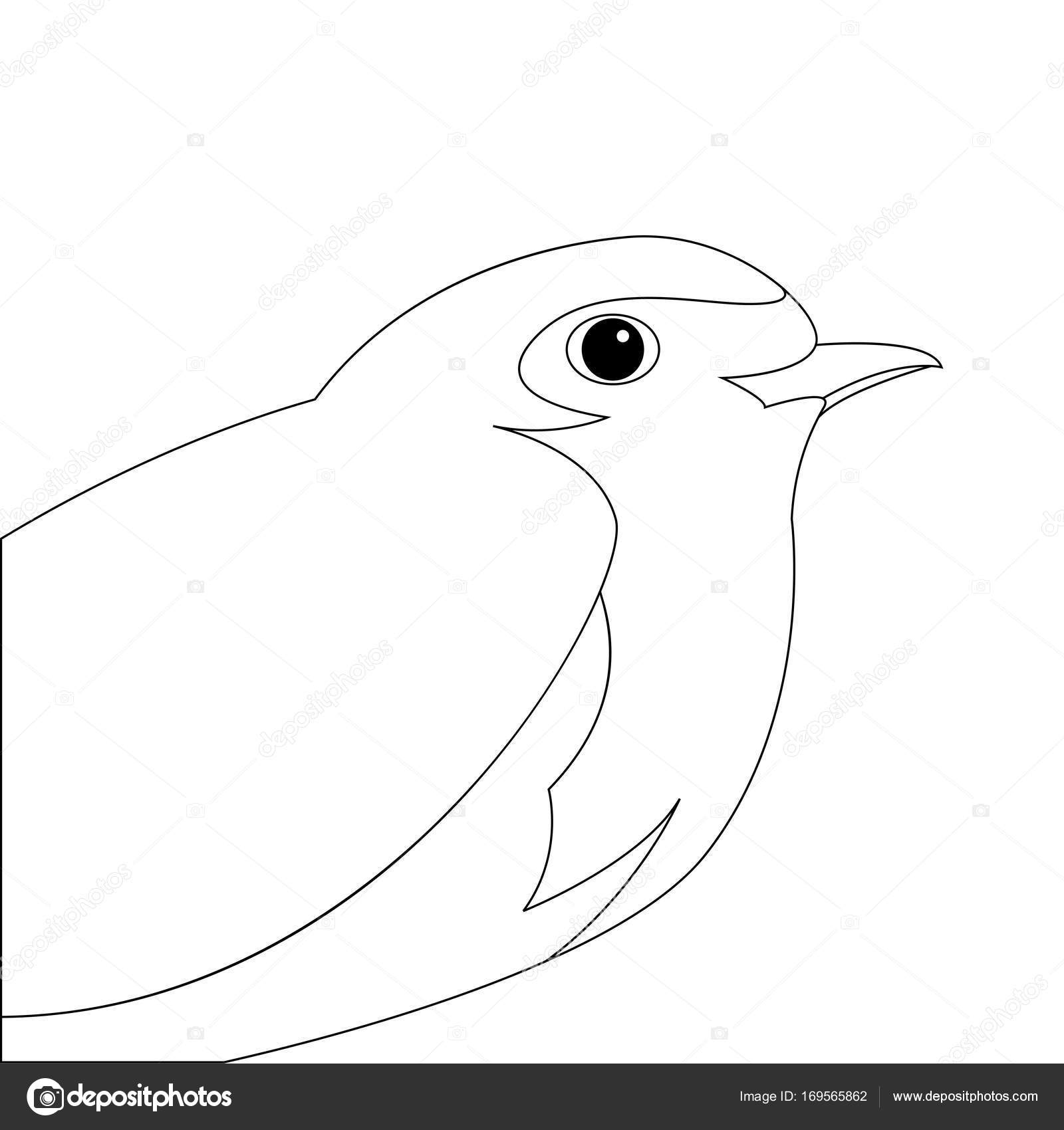 1600x1700 Robin Bird Vector Illustration Line Drawing Profile Side Stock