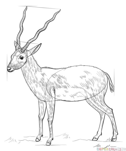 482x575 How To Draw An Antelope Step By Step. Drawing Tutorials For Kids