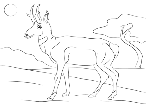 480x358 Pronghorn Antilocapra Americana Coloring Page Free Printable