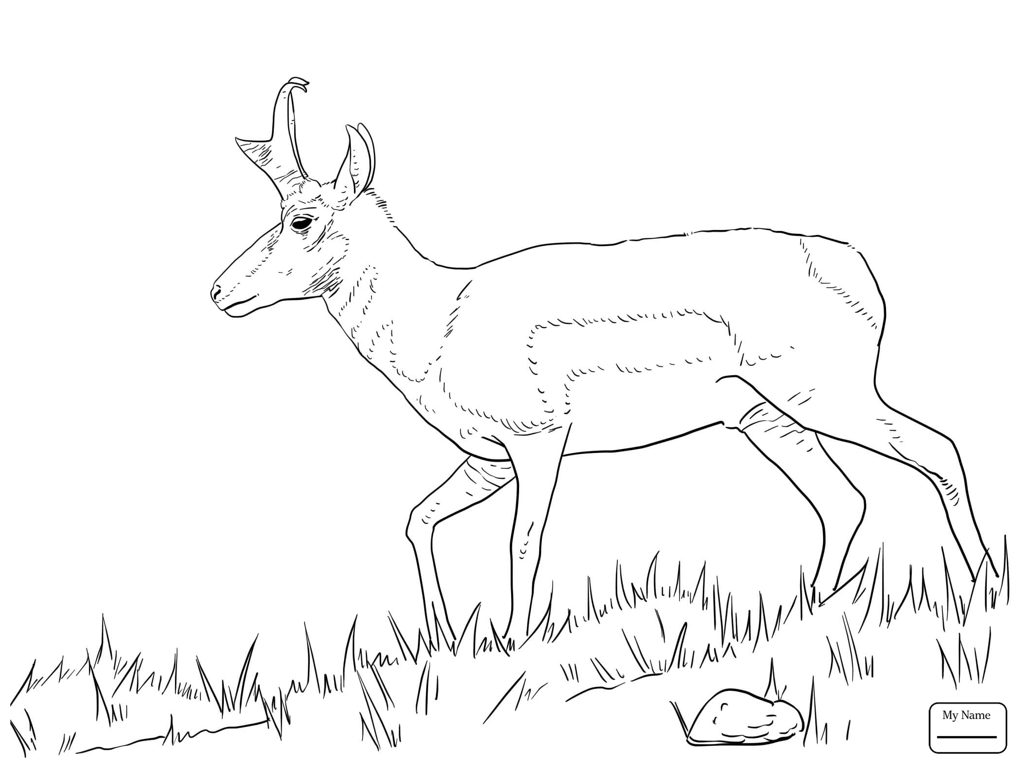 2089x1566 Coloring Pages For Kids American Antelope Pronghorn Mammals