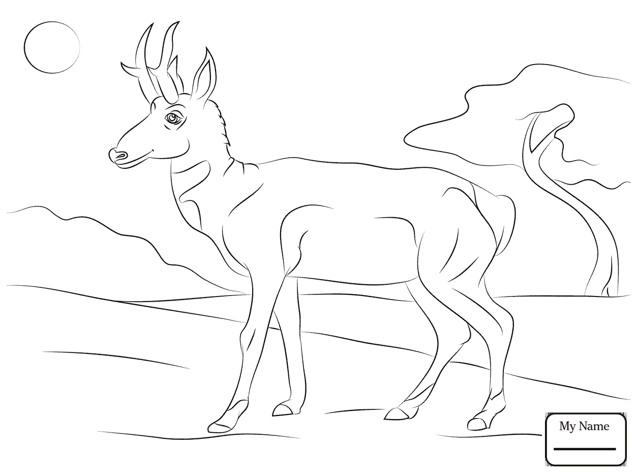 1253x934 Coloring Pages For Kids American Antelope Pronghorn Mammals