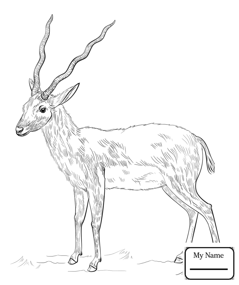 773x922 Coloring Pages For Kids Mammals American Antelope Pronghorn