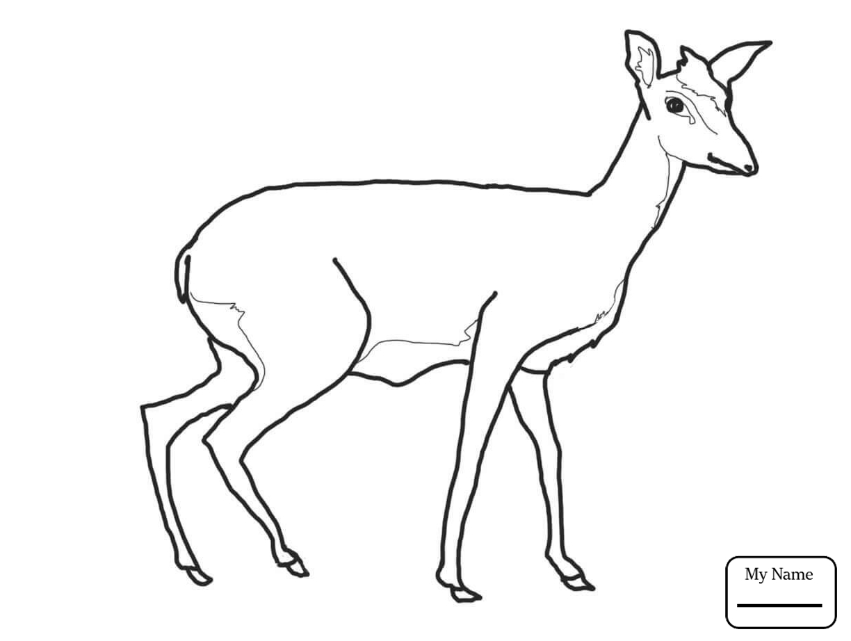 1224x922 Mammals Antelopes Antelope Antelopes Coloring Pages
