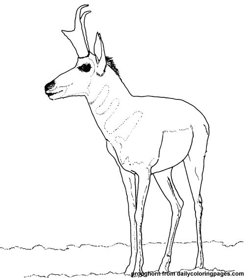 500x568 Antelope