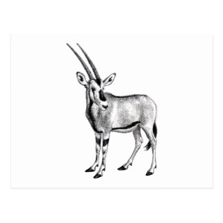 324x324 Antelope Drawing Postcards Zazzle