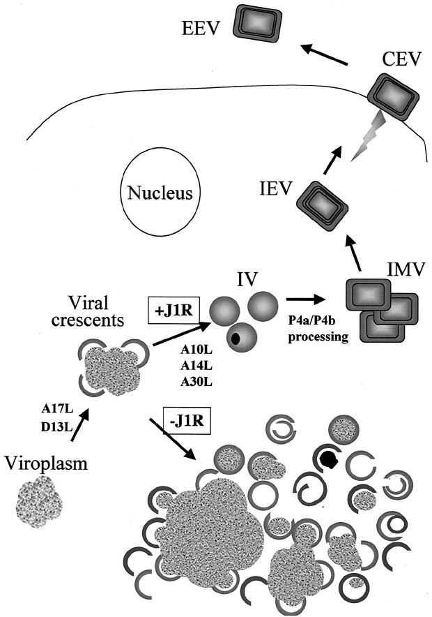 620x884 J1r Protein Is Required For Dna Packaging In Iv Formation During