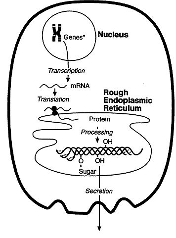 356x481 Protein Synthesis And Maturation