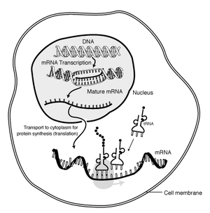 300x303 Protein Biosynthesis