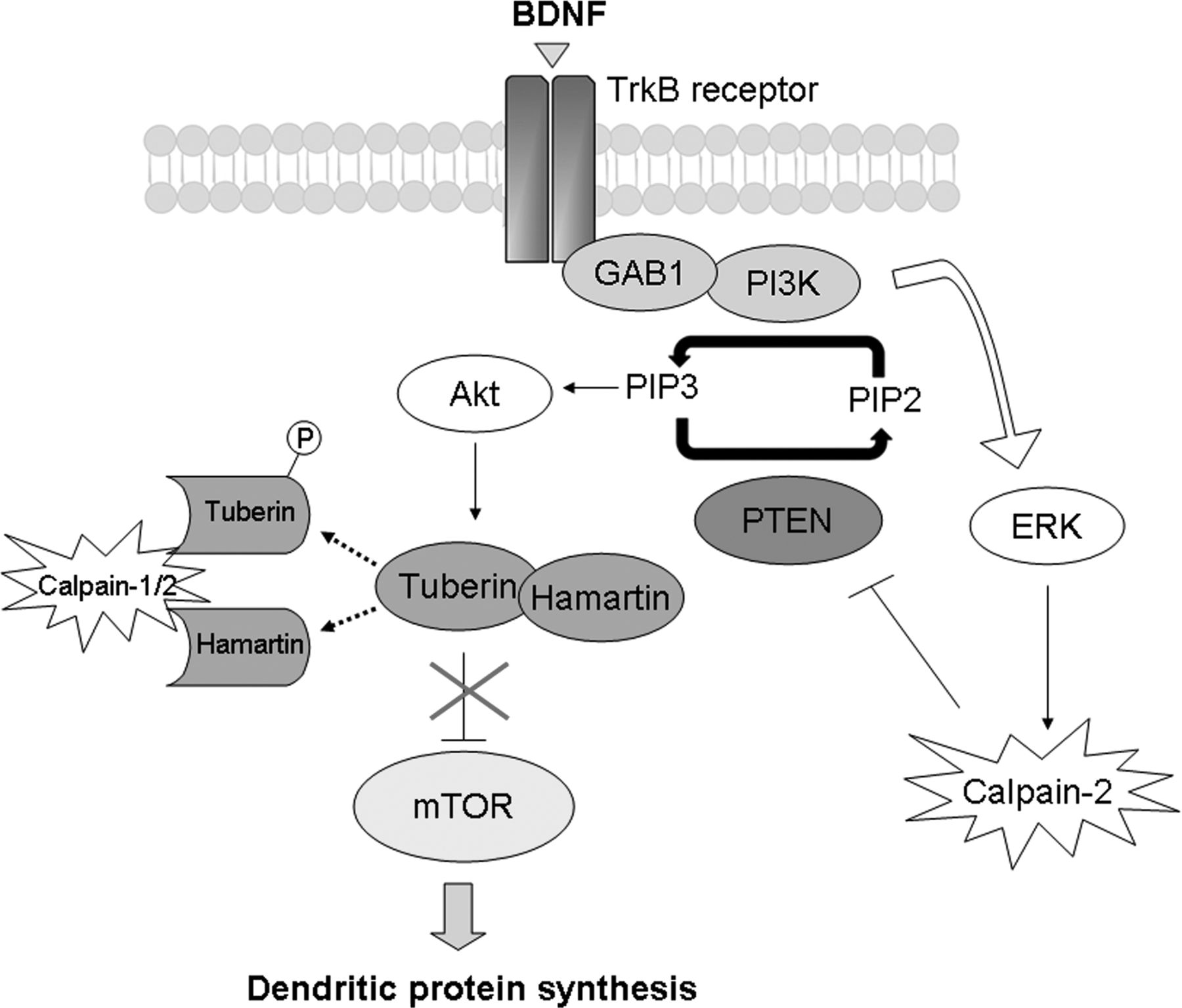 1800x1535 Calpain 2 Mediated Pten Degradation Contributes To Bdnf Induced