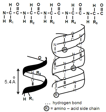 Proteins Drawing