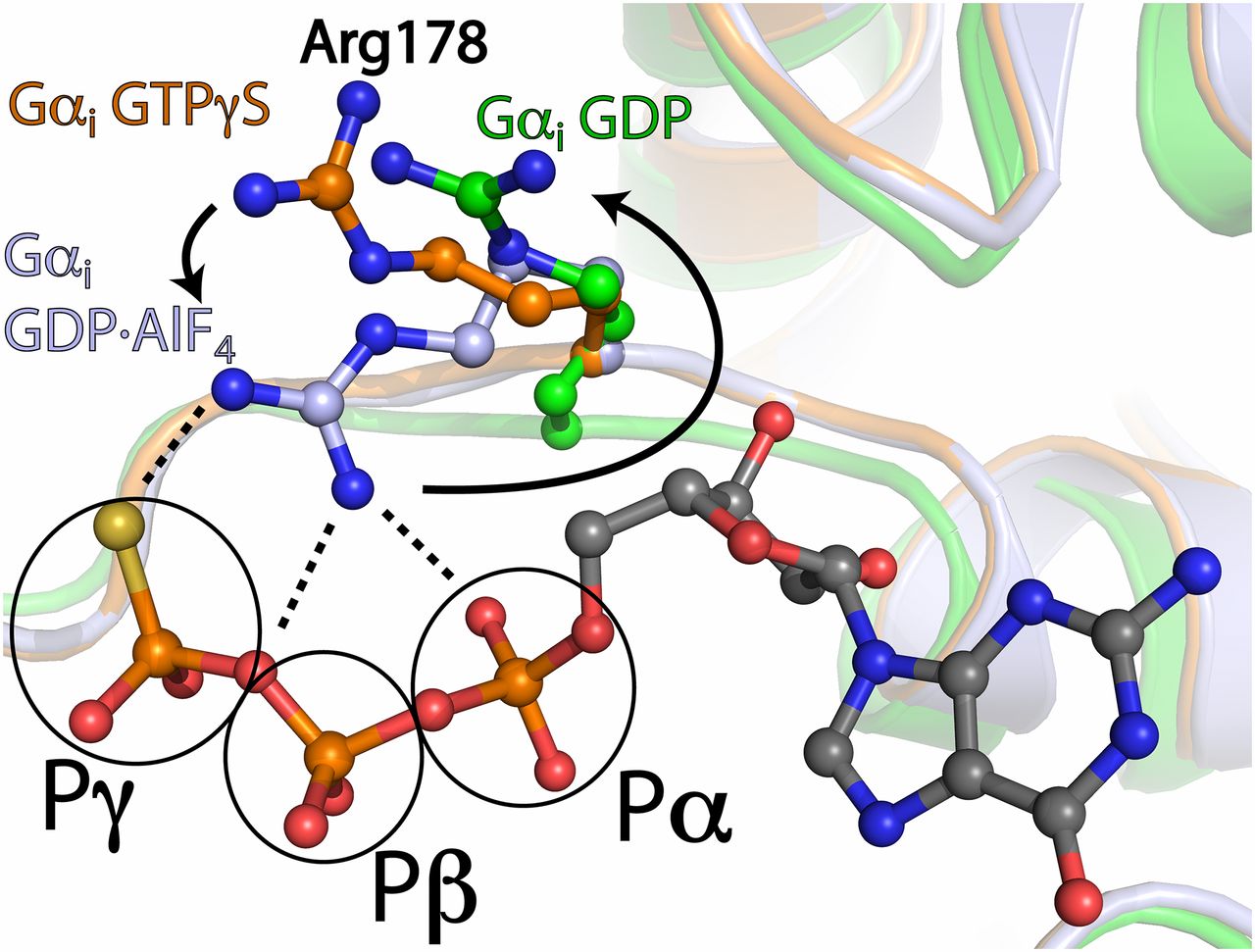 1280x971 Mechanism Of The Intrinsic Arginine Finger In Heterotrimeric G