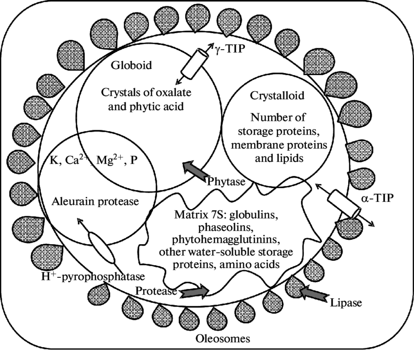 850x718 Protein Storage Vacuole (Psv) Characteristic Elements Of Its