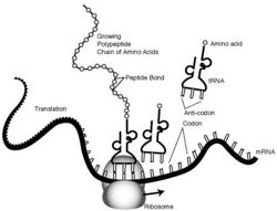 250x191 Protein Synthesis