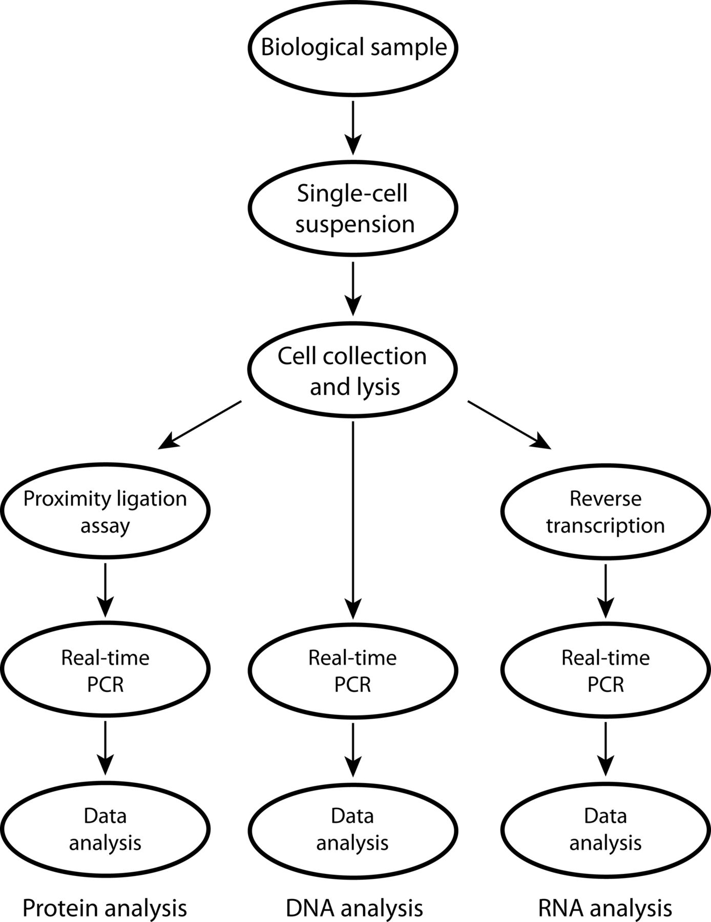 1388x1800 Quantitative Pcr Analysis Of Dna, Rnas, And Proteins In The Same