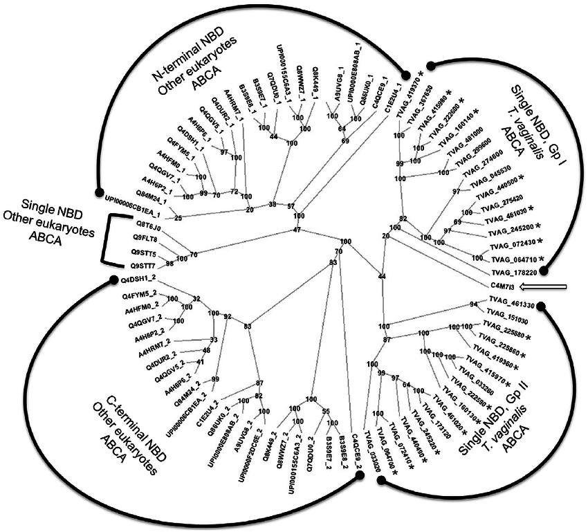 850x769 Abca Proteins In T. Vaginalis And Other Eukaryotes Show
