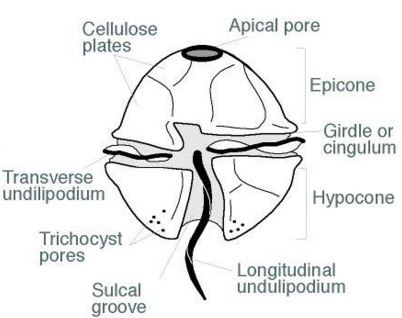 402x318 Explain Dianoflagellates Of Kingdom Protista