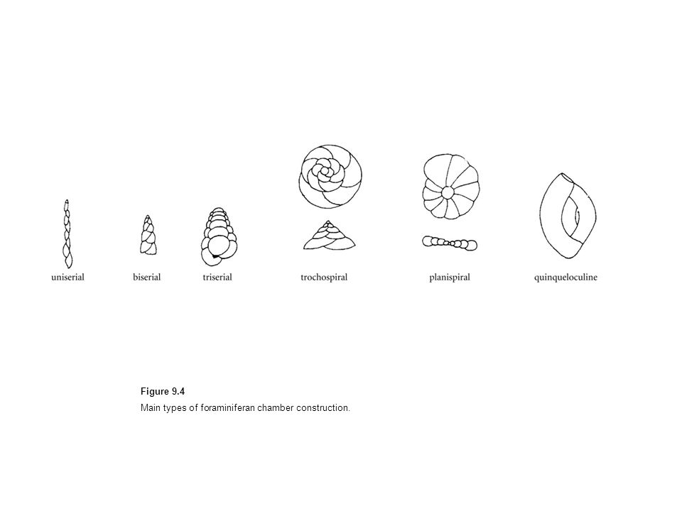 960x720 Figure 9.1 Protist Positions On The Tree Of Life. In This Tree