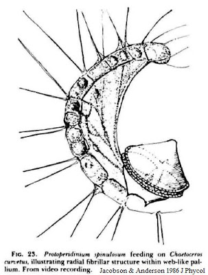 303x400 Skeptic Wonder Sunday Protist