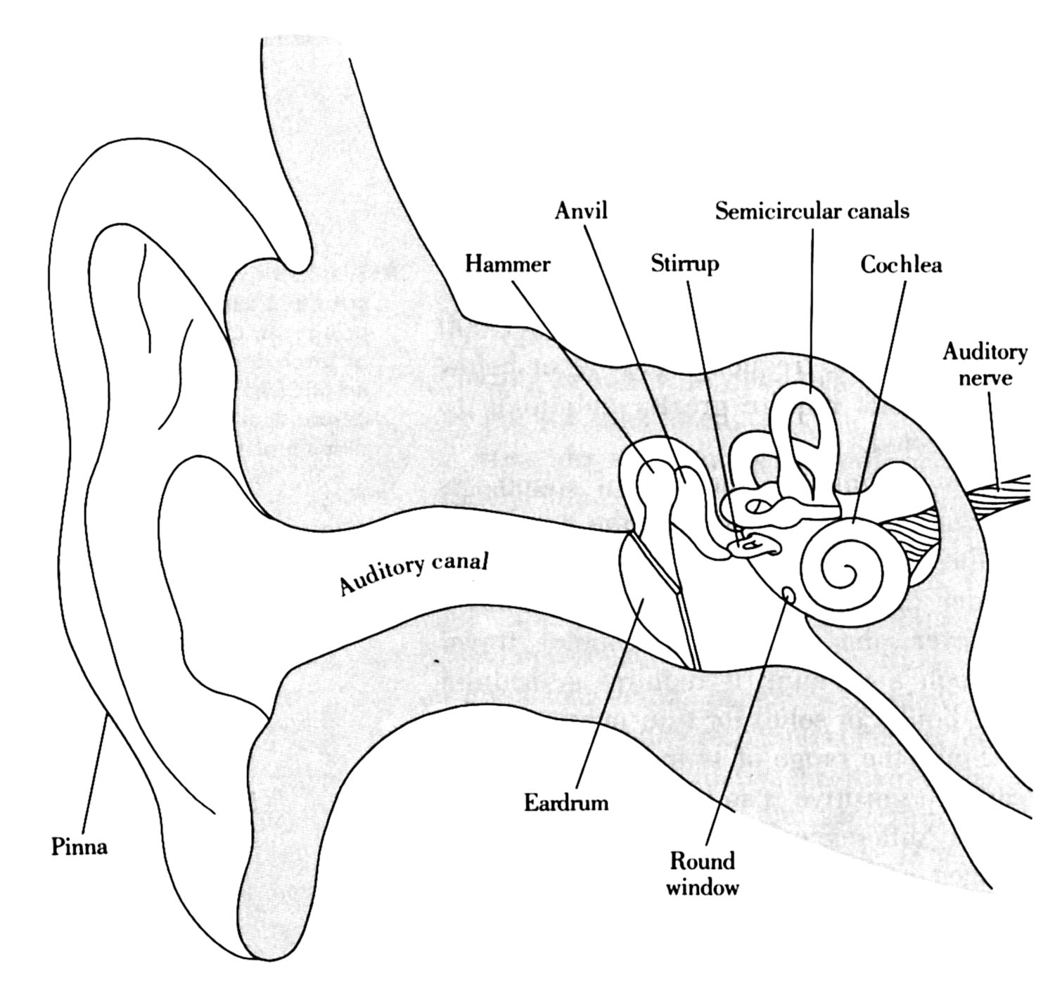 1500x1401 Structures Of The Ear In Chapter 04 Senses From Psychology