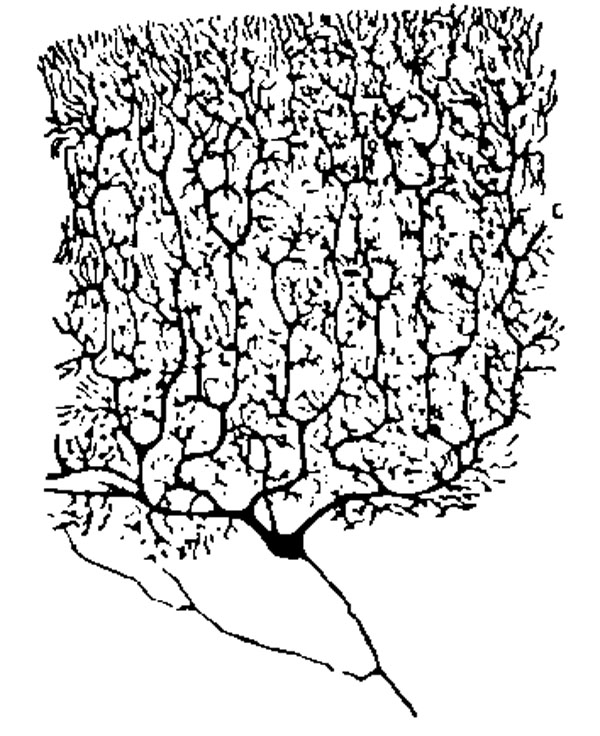 600x736 Cajal's Drawings In Chapter 02 Human Nervous System