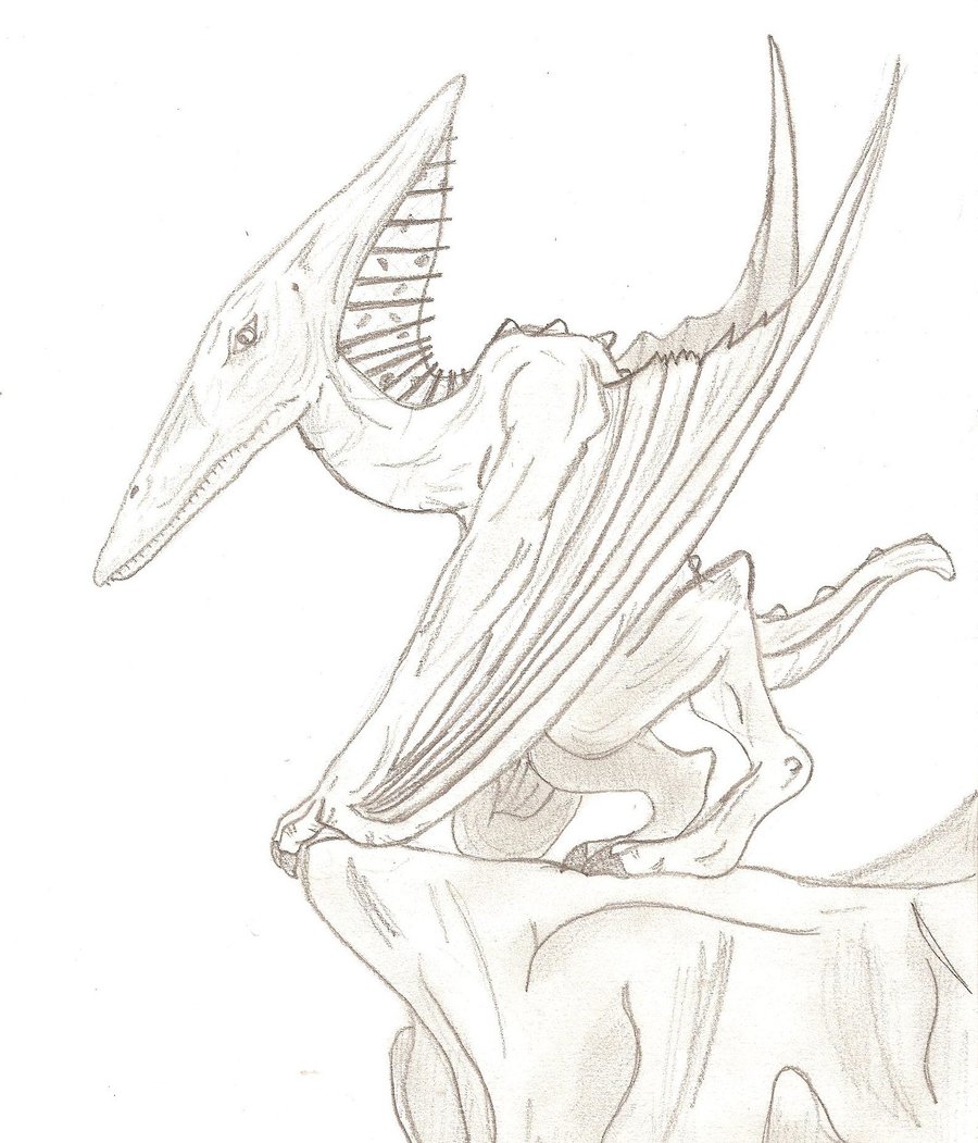 900x1051 Pteranodon By Mordik