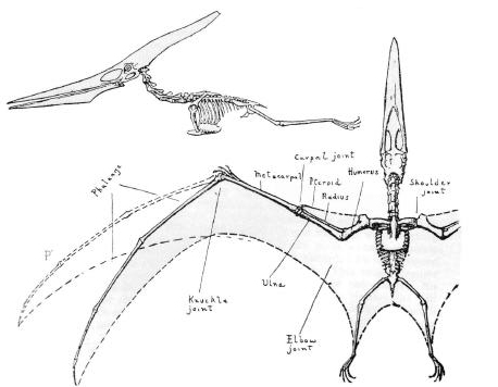 458x356 Pteranodon Longiceps, Drawing
