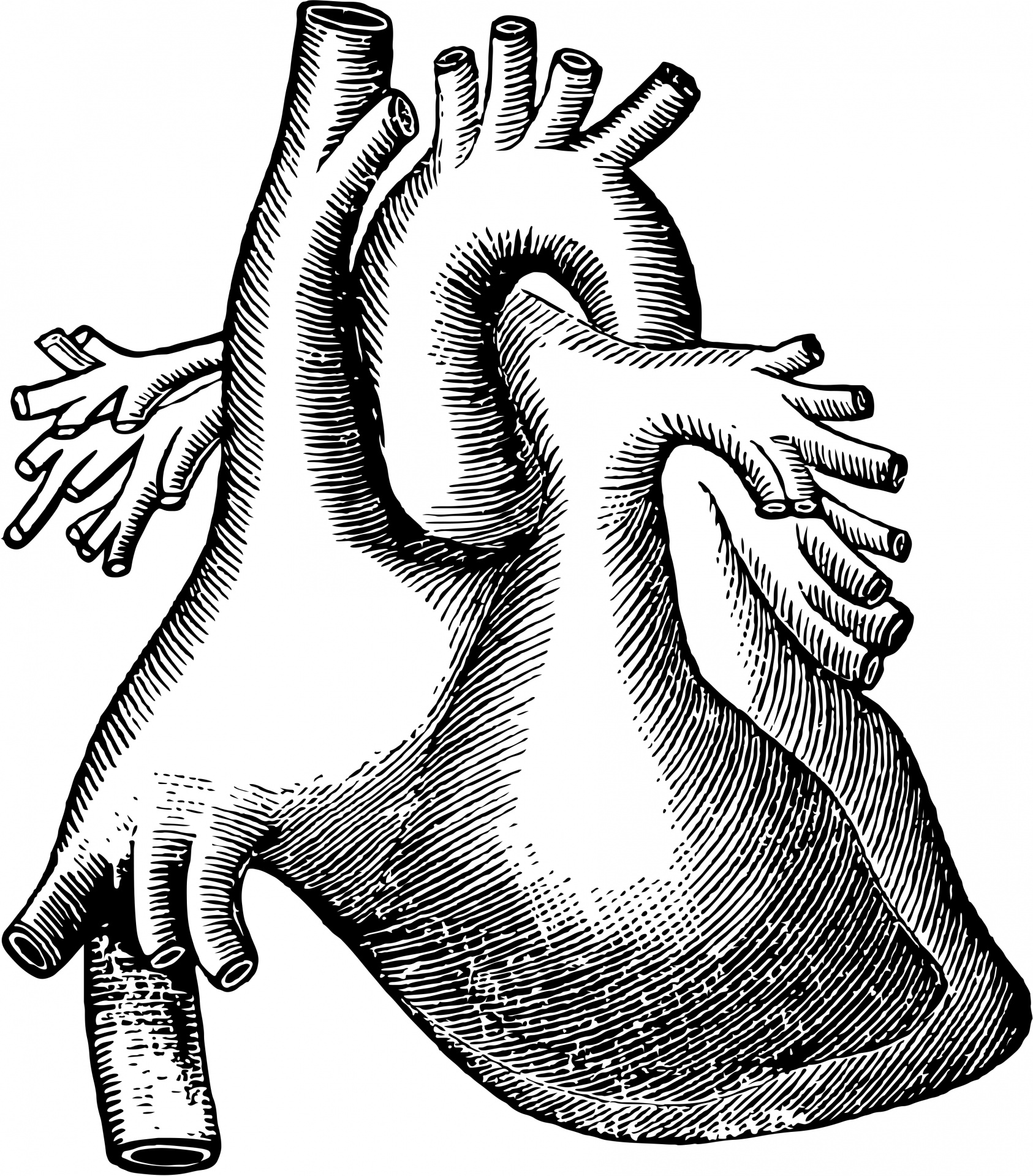 1686x1920 Human Heart Free Stock Photo
