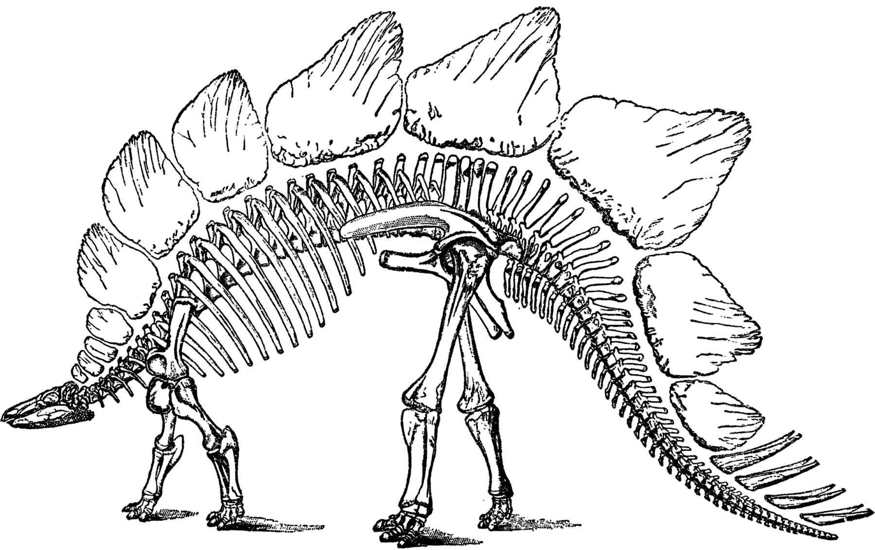 1800x1131 Public Domain Dinosaur Bones Image