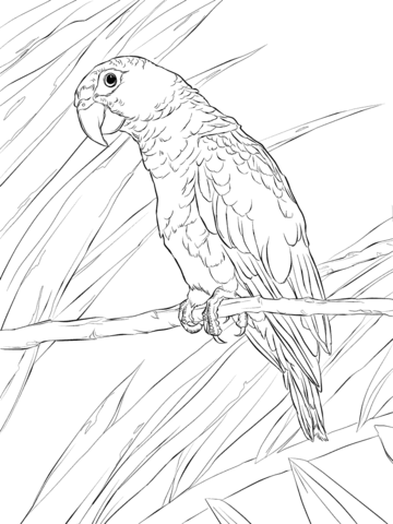 360x480 Puerto Rican Parrot Coloring Page Free Printable Coloring Pages