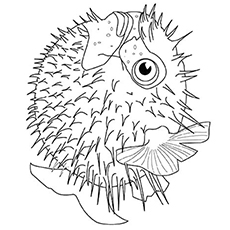 230x230 Top 25 Free Printable Fish Coloring Pages Online
