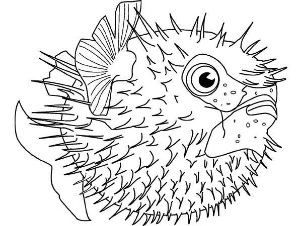 600x450 Puffer Fish Template