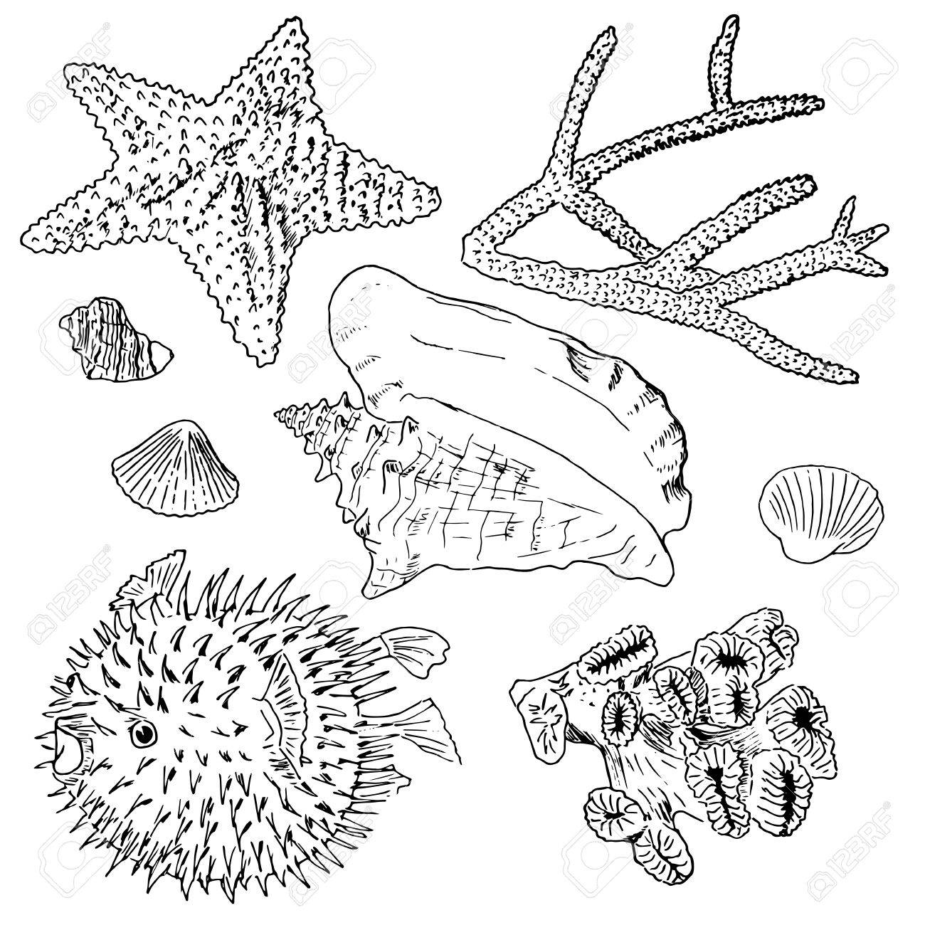 1300x1300 Hand Drawn Sea Set Collection. Sketches Of Pufferfish, Starfish