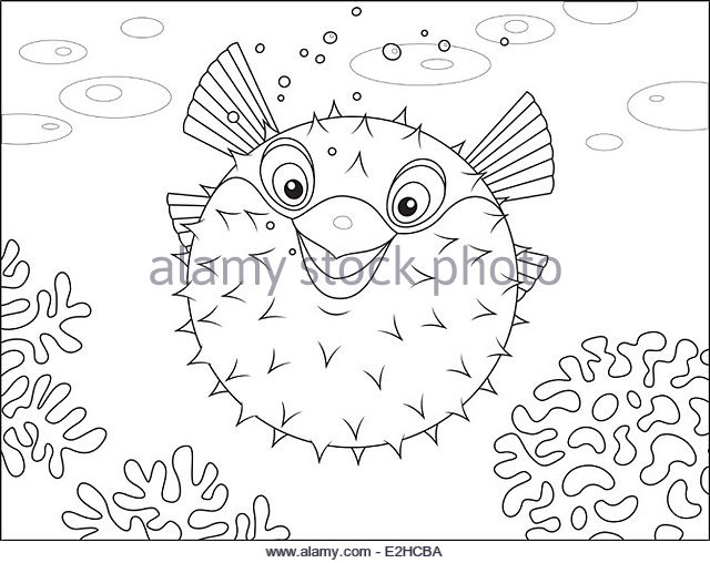 640x508 Puffer Fish Black And White Stock Photos Amp Images