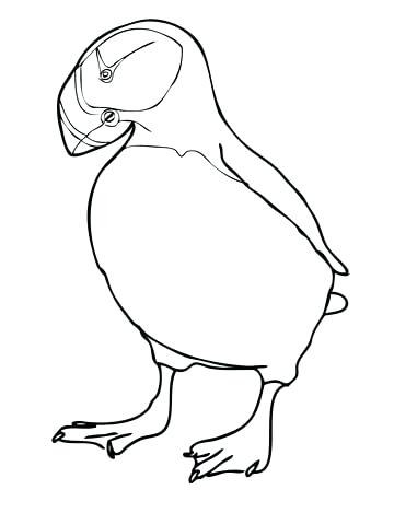 360x480 Puffin Coloring Page Click To See Printable Version Of Horned