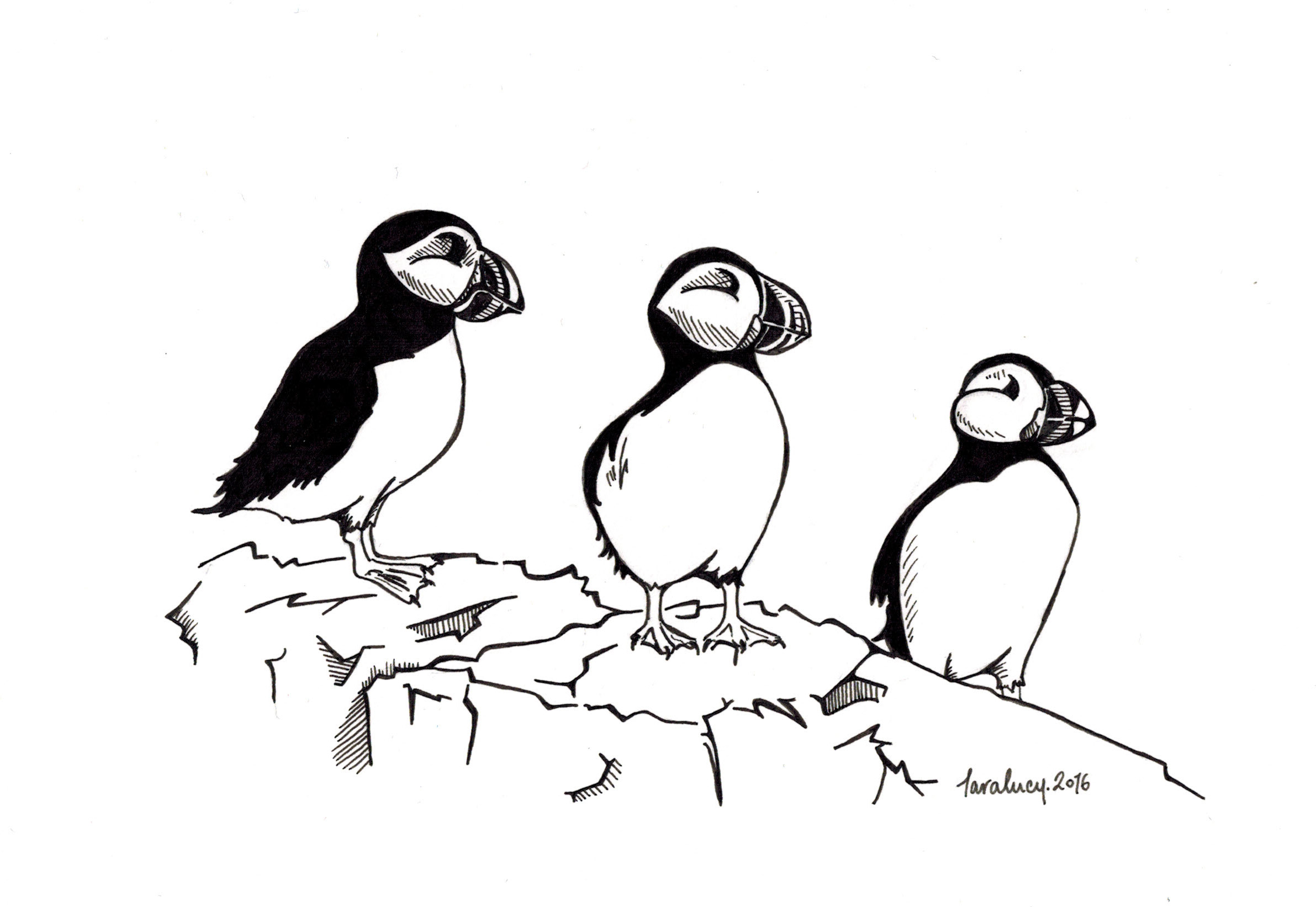 2383x1643 Wildlife Drawings Drawings By Tara Lucy