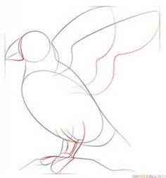 236x252 Draw Puffin Bird 16.jpg Line Drawings Drawings