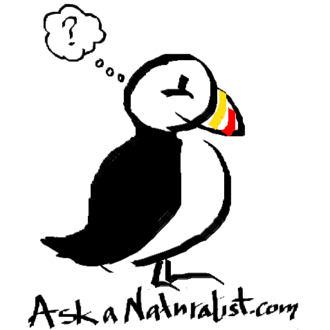 477x477 Puffin Logo Transparent Face Right Squaresk