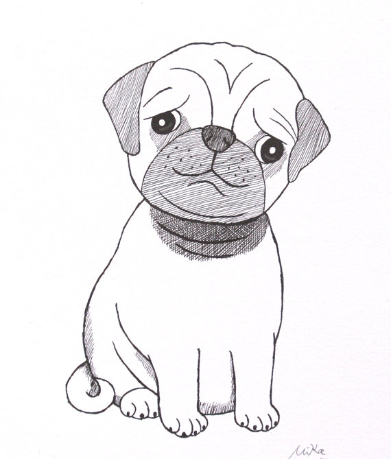 570x669 Pug Ink Drawing Print Cute Pug Illustration Black Amp By Mikaart