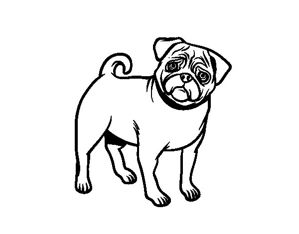 600x470 Pug Dog Coloring Page