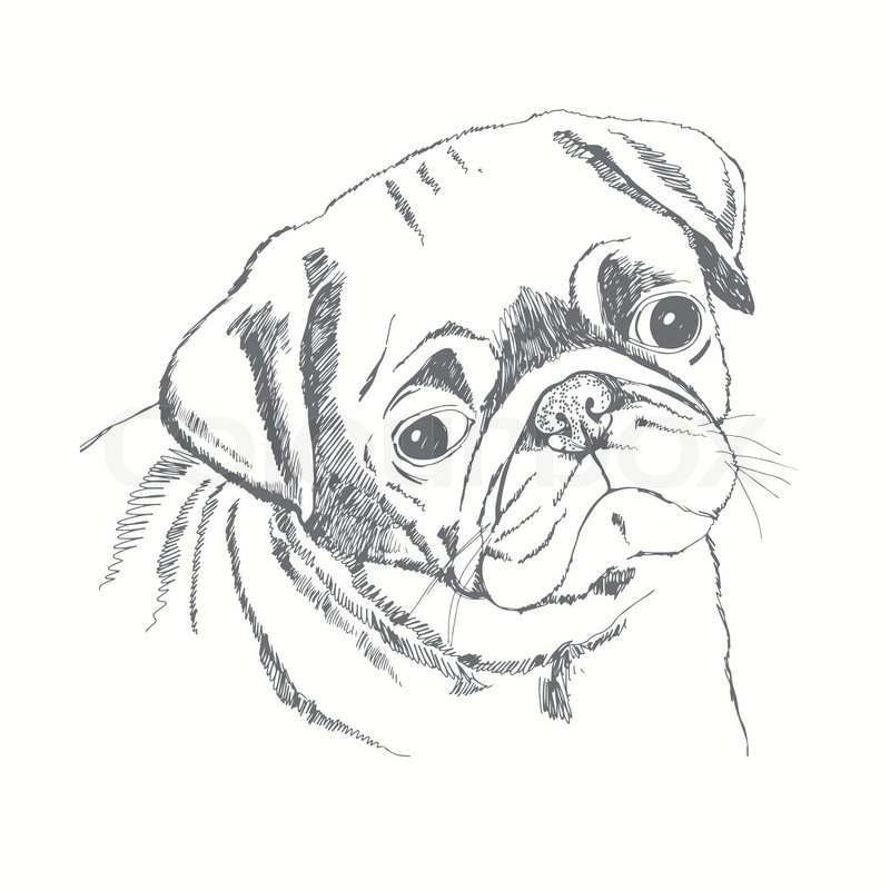 800x800 Pug Dog Face. Hand Drawn Vector Illustration. Sketch. Stock