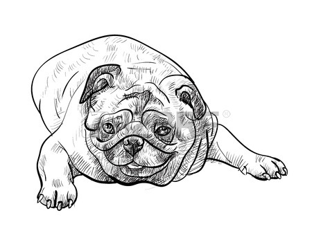 450x360 Drawing Pug Dog Lying On White Background Stock Photo, Picture