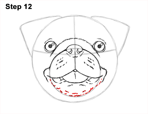 500x386 How To Draw A Pug (Head Detail)
