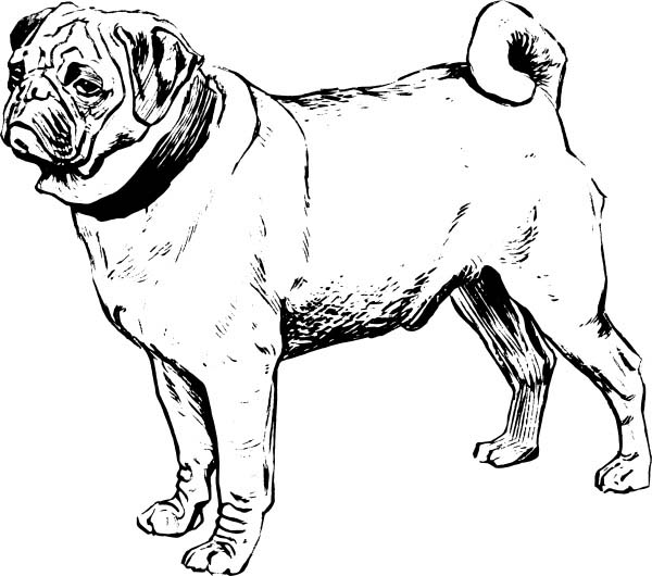 Pug Dog Drawing at GetDrawings | Free download