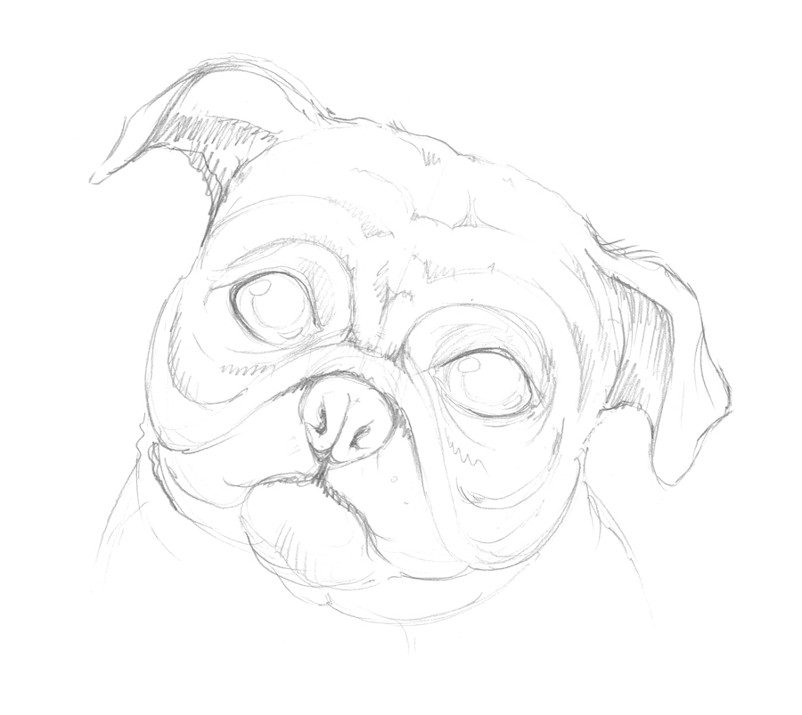 900x803 New Tutorial Drawing A Pug Dog Eugenia Hauss