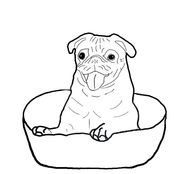 600x600 Pug Is Happy Inside A Bowl Coloring Page Color Luna