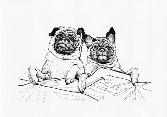 570x400 Snuggling Pugs In Bed Original Drawing On Paper Cute Pugs