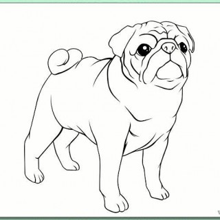 320x320 Tag For How To Draw A Pug How To Draw A Pug She S Crafty Drawing